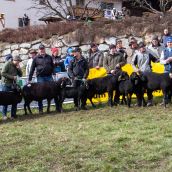 Gruppensieger Vereinsausstellung Braunes Bergschaf Tirol 2020 (15)